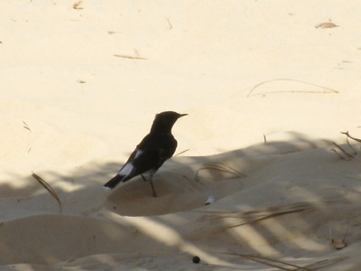 Immerse Yourself in Siwa's Birdwatching Extravaganza - Unique Bird Species in Siwa